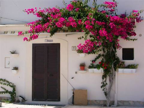 Pink bougainvillea over white wall, brown shuttered door, Mediterranean house