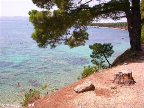Pine tree on reddish rocks above turquoise sea, swimmers in clear water