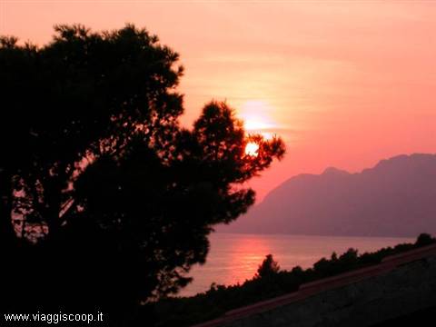 Pine tree silhouetted over the red sea at sunrise, mountains behind