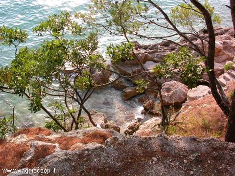 Green trees among reddish rocks by the sea, clear water between the stones