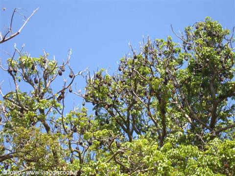 Sydney: bats at the Royal Botanic Garden