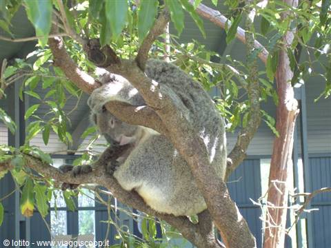 Interval... koala