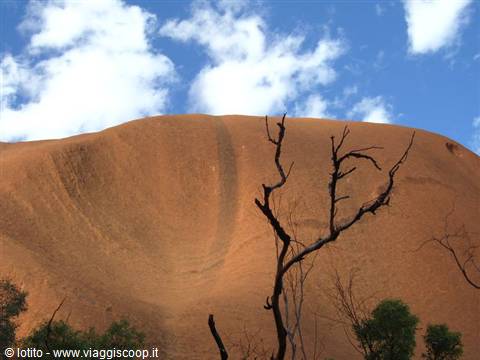 Orange sandstone rock of Uluru with dry branches and green shrubs