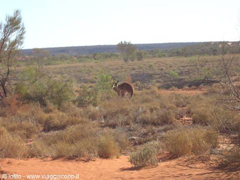 Encounters in the desert...