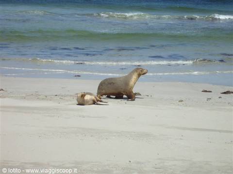 Sea lions