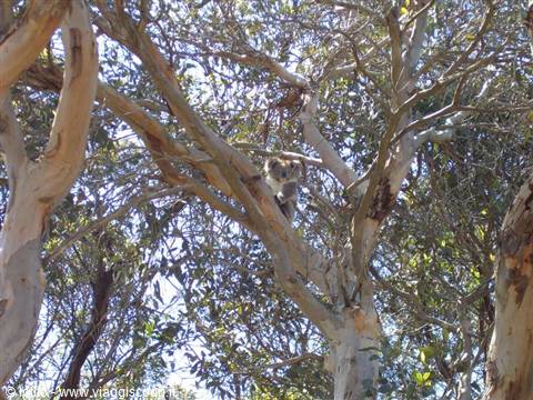 Koala perched on eucalyptus branches among leaves and sunlight