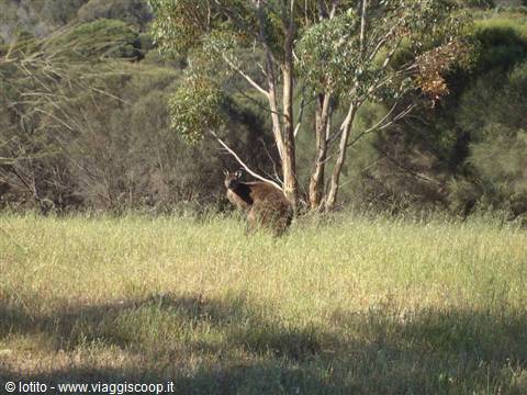 Kangaroo in tall grass among eucalyptus trees in daylight