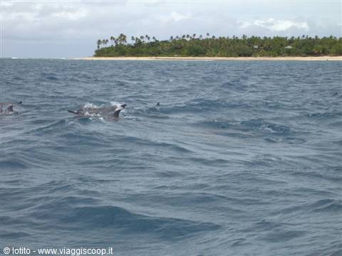 Dolphins