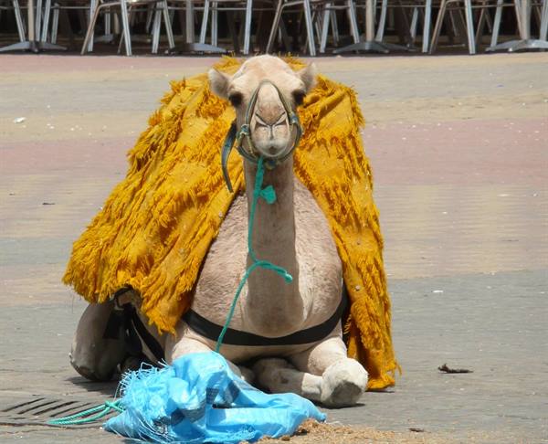 Camel lying on the square, draped in a frayed yellow blanket with green reins