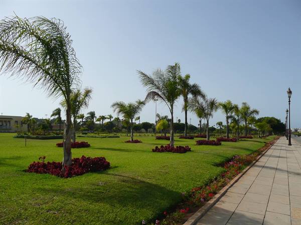Palms on green lawn with red flowerbeds, paved walkway and lampposts