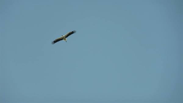 White stork gliding with spread wings across a clear blue sky