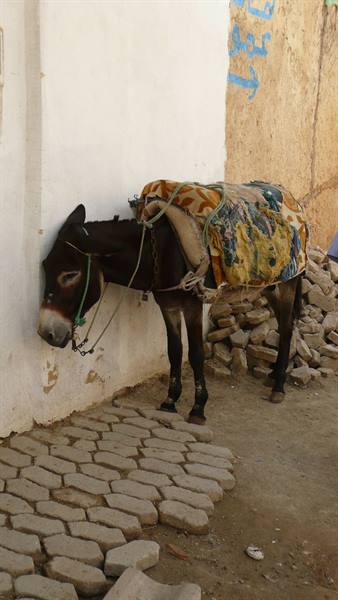 Donkey laden with colorful sacks leaning against white wall, near rubble