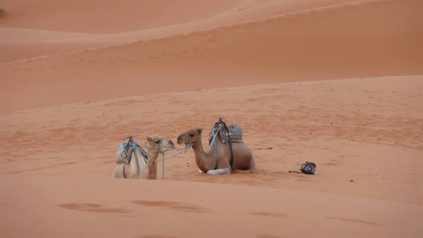 Two saddled camels resting on the orange sand of Merzouga dunes