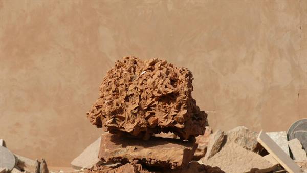 Desert rose gypsum crystal resting on brown rocks against an ochre wall
