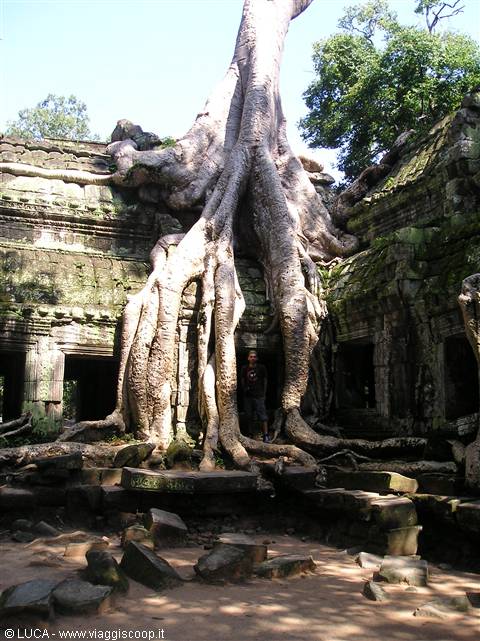 Angkor - The incredible Ta Prohm Temple