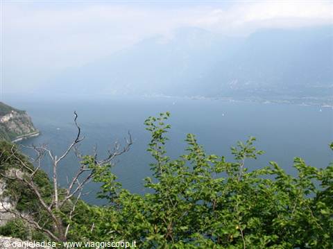 Tremosine