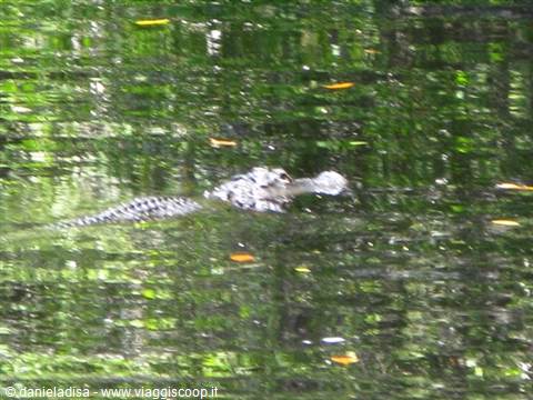 Everglades - alligator