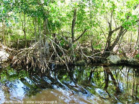 Everglades - mangroves