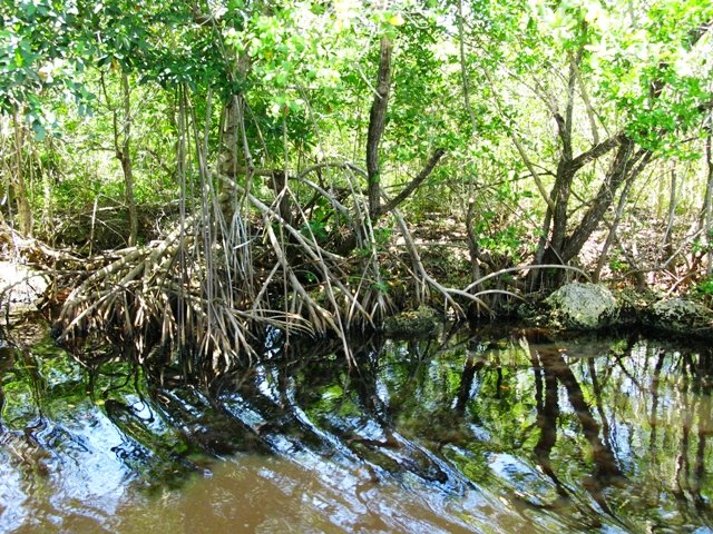 Everglades - mangroves