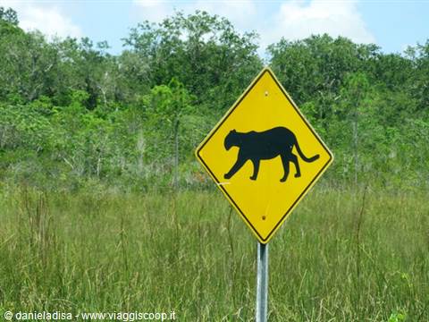 Everglades: animals crossing