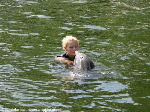 Key Largo - Dolphin Cove (dolphin basin)