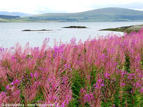 Pink fireweed blooming by a loch with green rolling hills, Scotland