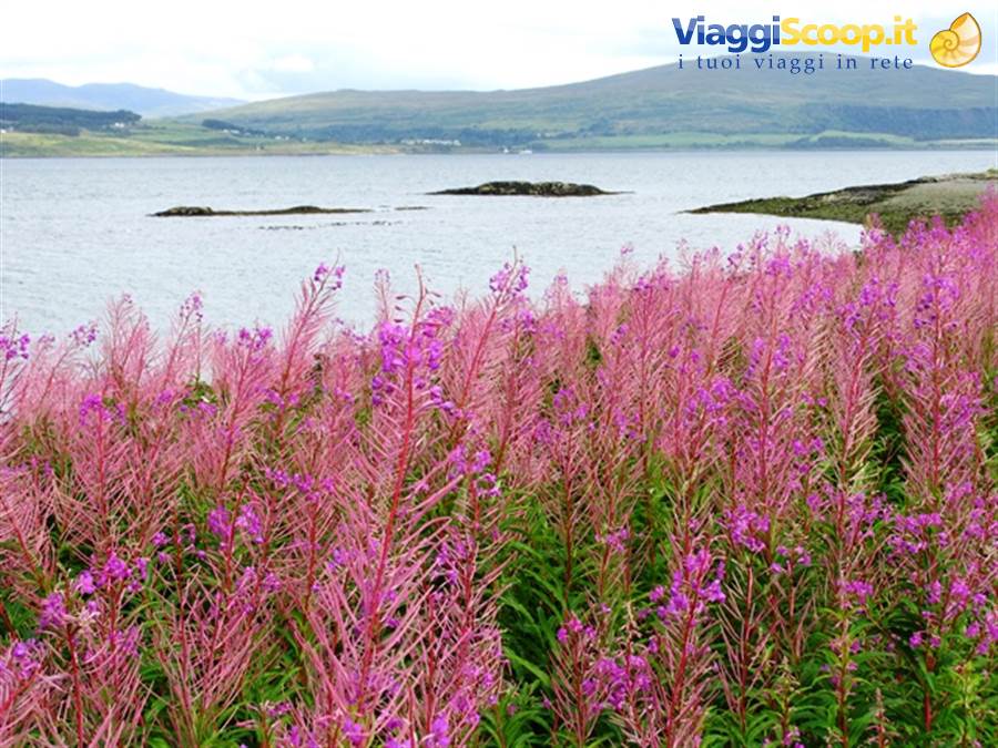 Pink fireweed blooming by a loch with green rolling hills, Scotland