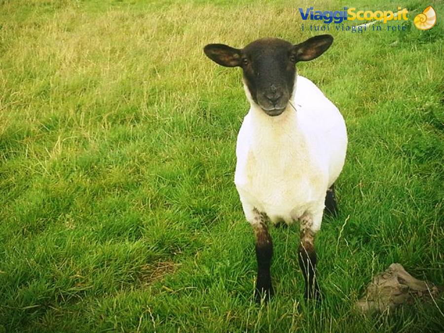 Black-faced sheep stares at camera on green grass