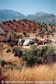 Olive trees towards Baeza