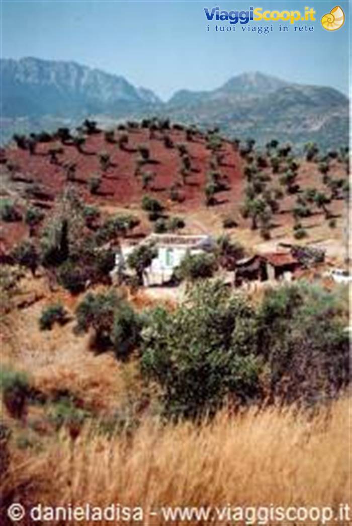 Olive trees towards Baeza