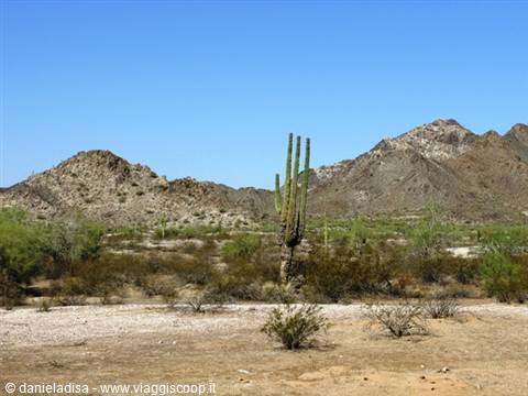 landscape with cactus