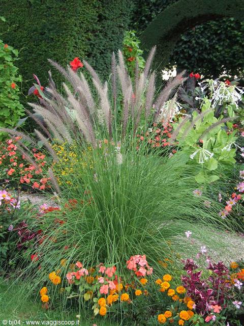 Fountain grass clump among orange marigolds and begonias in a blooming garden