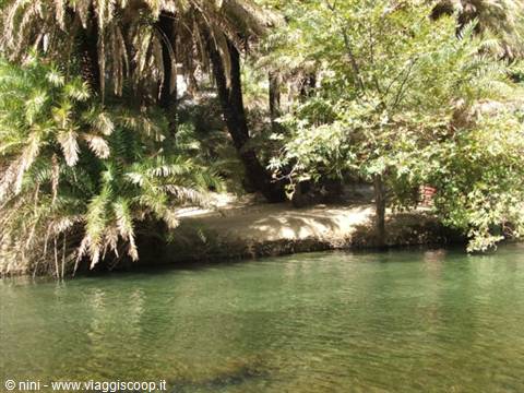 Palm trees and green foliage reflect on an oasis water pool