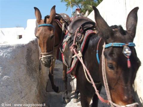 Saddled donkeys with blue bridles in a whitewashed alley