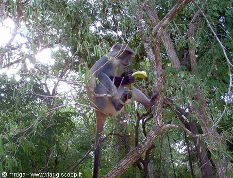 Monkey at the city of Gede