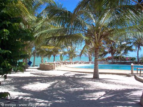 the pool of the Jacaranda