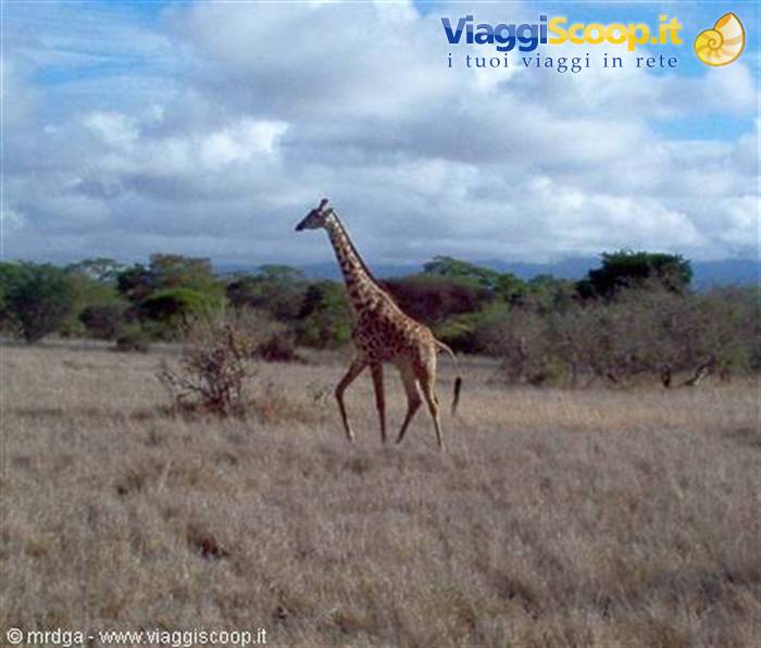 Giraffe at the Lualenyi