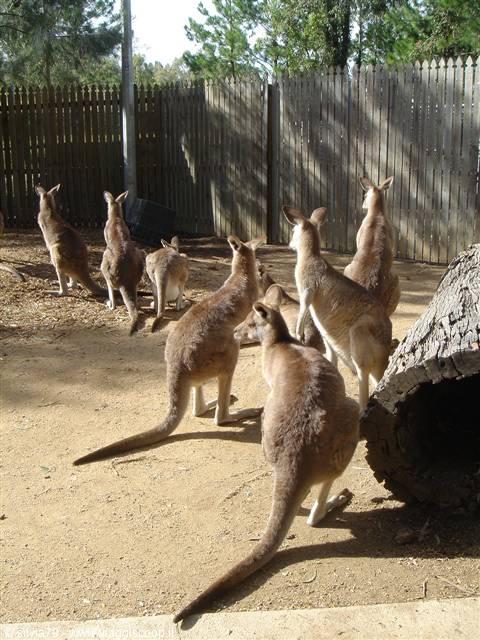 KANGAROO'S LAND