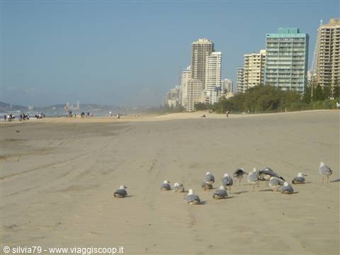 seagulls resting on the sand in front of Surfers Paradise skyscrapers