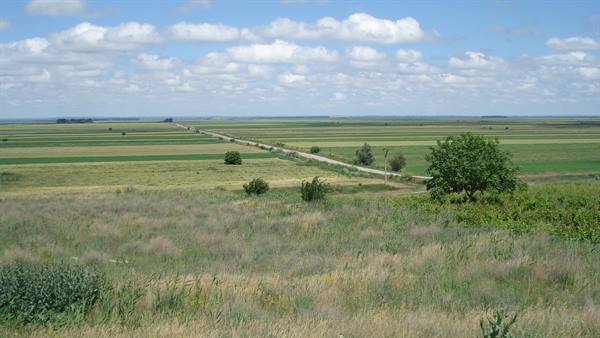 Dirt road crossing green fields, dry grass and bushes in foreground