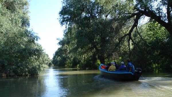 Tourists in blue boat cruising a willow-lined channel in the Danube Delta