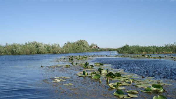 Water lilies float on calm water among reeds, wooden hut on the bank