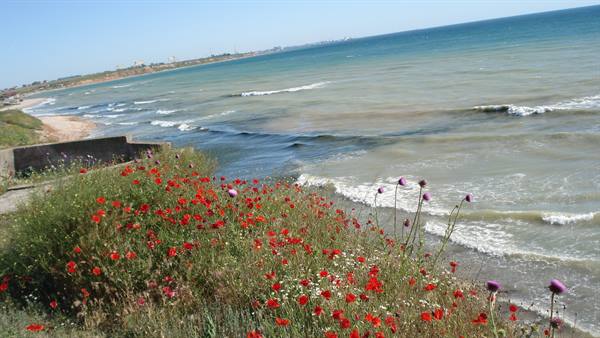 Red poppies blooming above sea waves on a grassy cliff