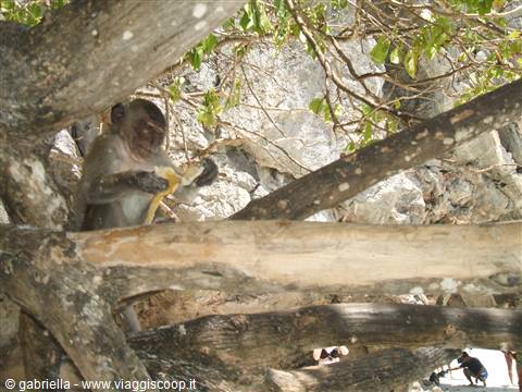 wild little monkeys