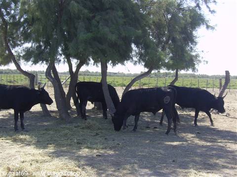 Black cattle grazing under trees on a sunny farm