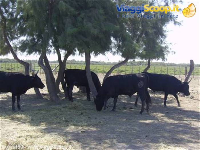 Black cattle grazing under trees on a sunny farm