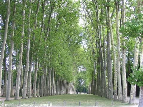 Versailles. Avenue