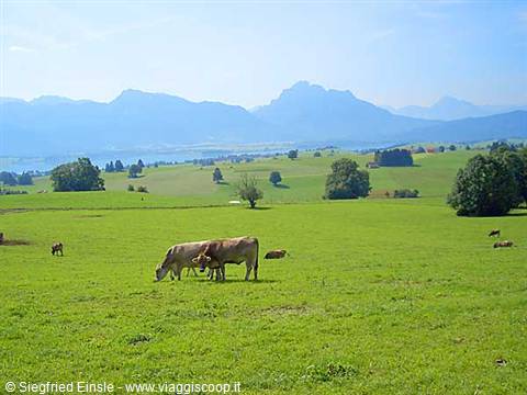 The Allgau region, also called the land of happy cows.