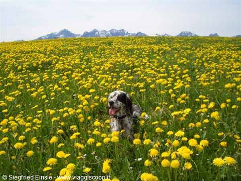 Dandelions