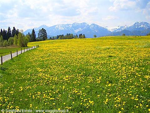 Meadows of dandelions in bloom